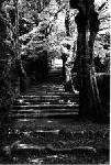 A walk in Kyoto by Norihiro