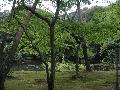 On the road to Kinkaku-ji